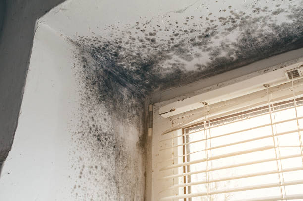 Affordable Basement Mold Removal solutions in Bozman, MD