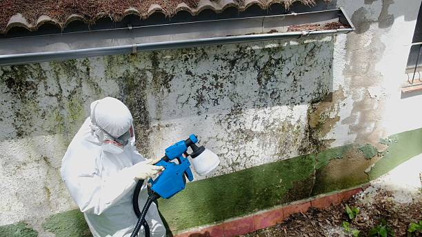 Top rated local Basement Mold Removal specialists in Bozman, MD